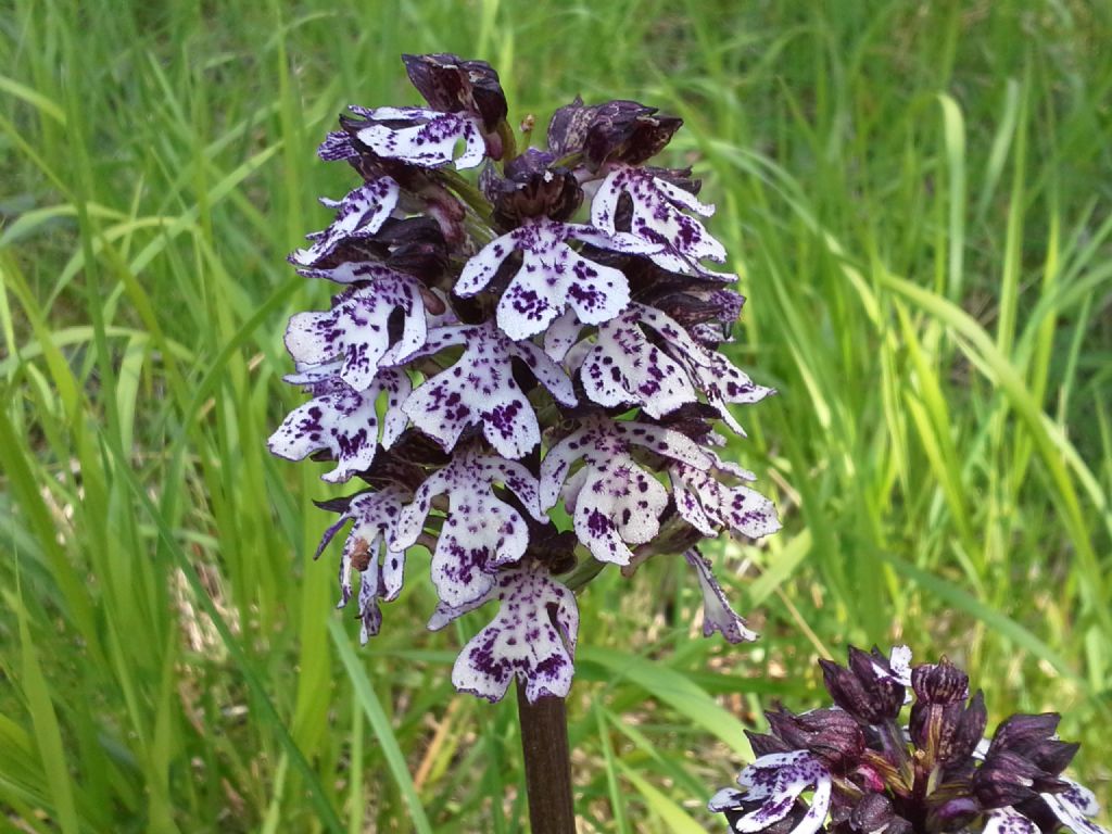 Orchis purpurea (SA)